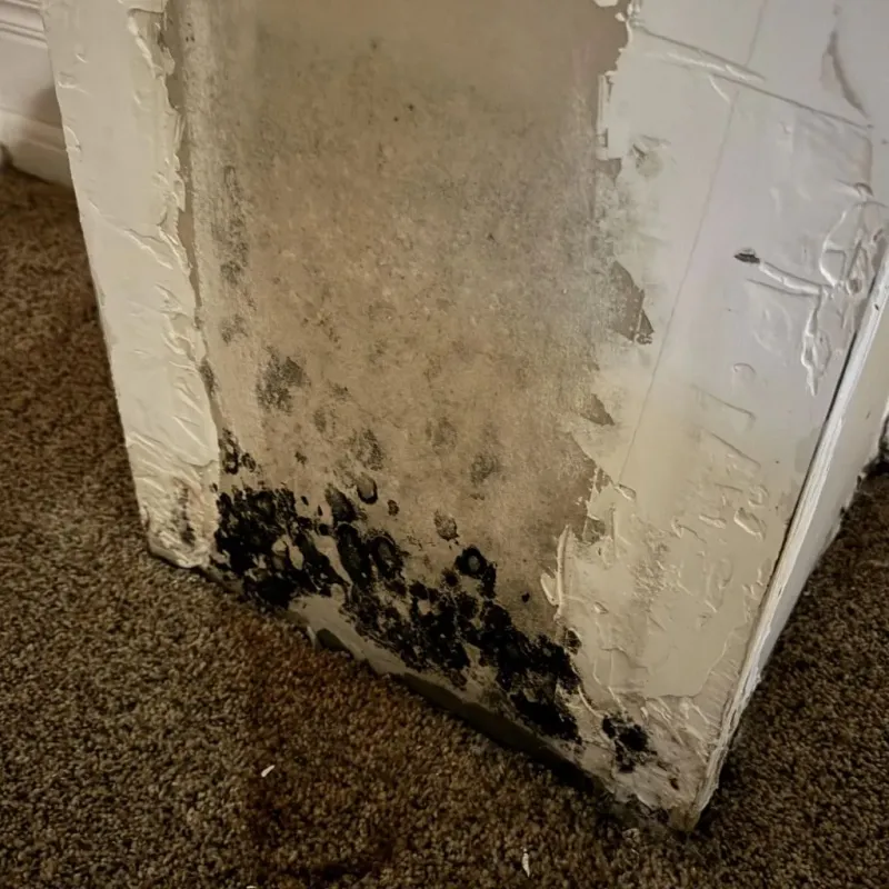 Professional Mold Removal in Logan County, CO